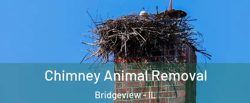  Chimney Animal Removal Bridgeview - IL